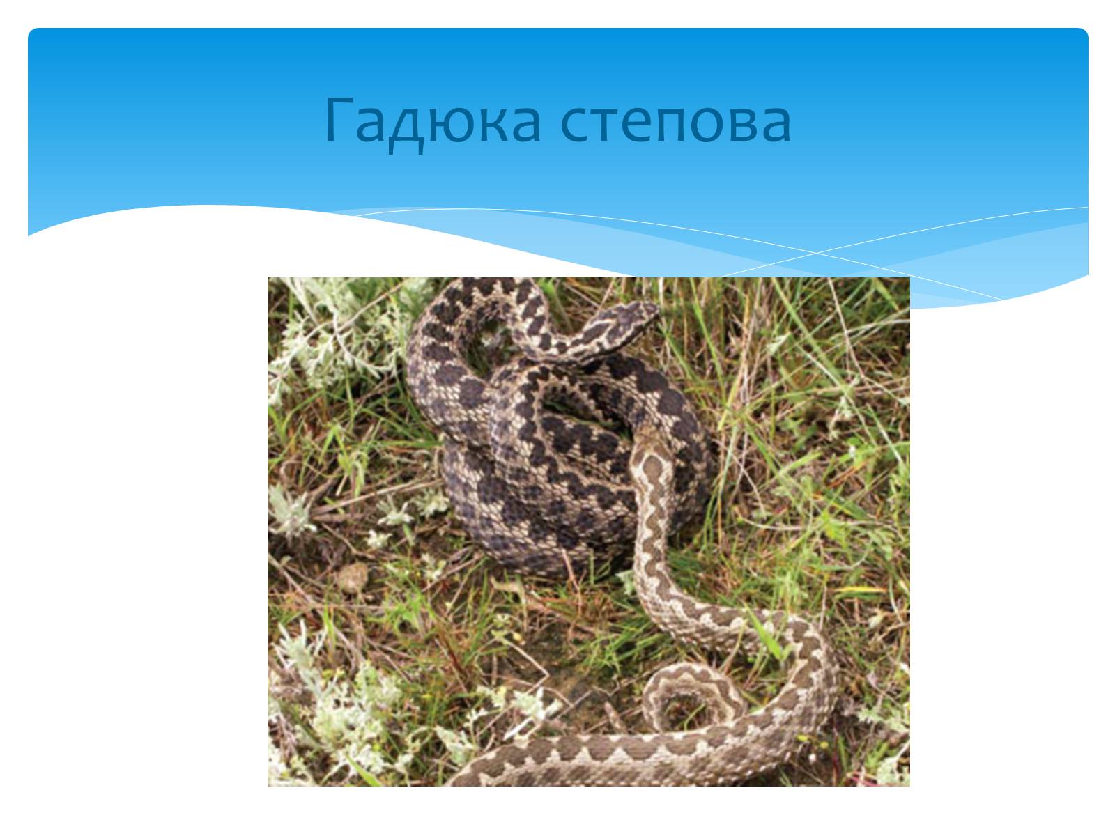Презентація на тему «Казантипський природний заповідник» - Слайд #26