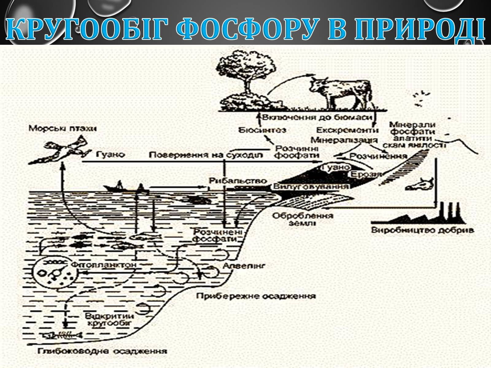 Презентація на тему «Фосфор» (варіант 3) - Слайд #18