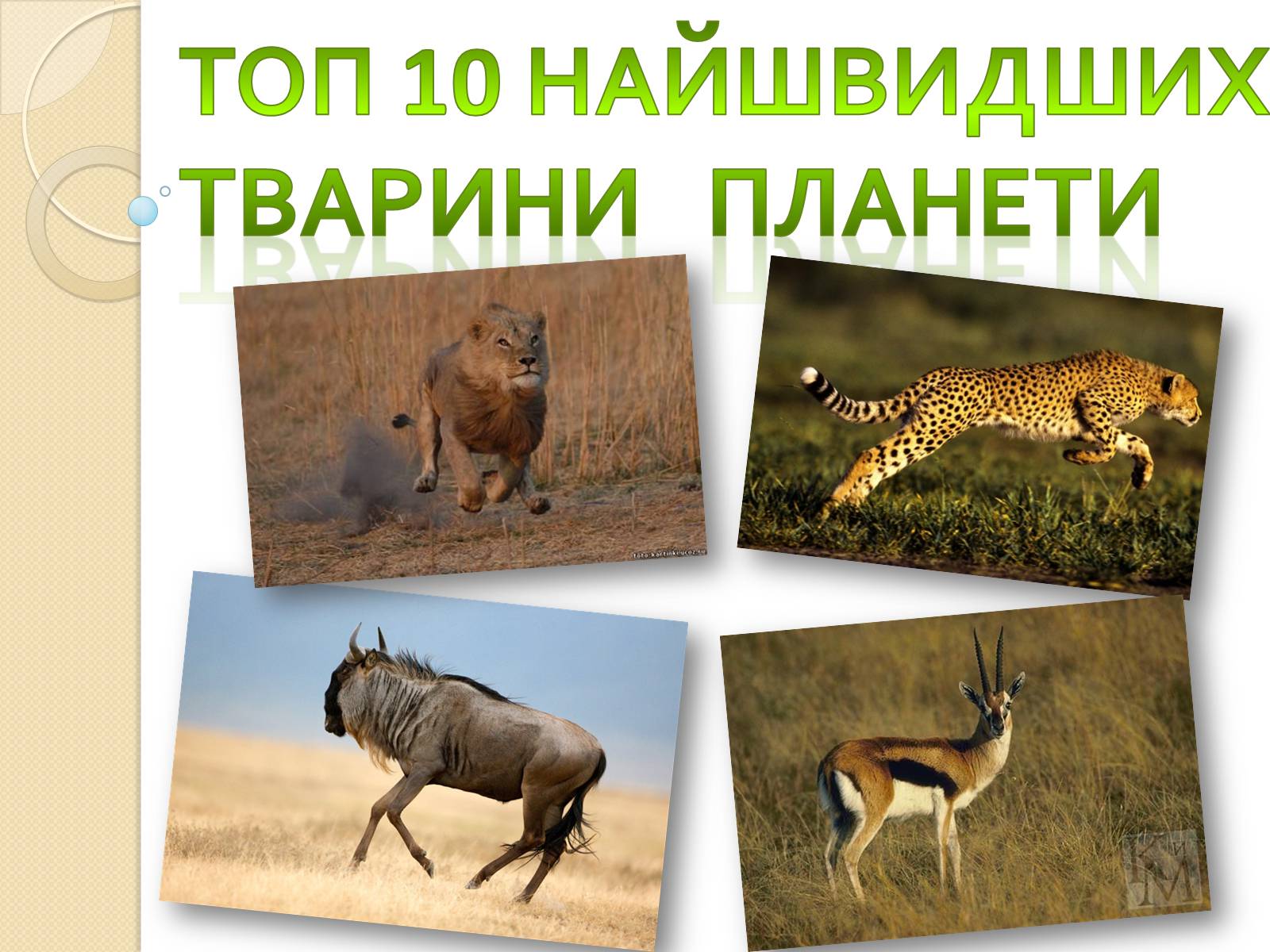 Презентація на тему «Топ-10 найшвидших тварини планети» - Слайд #1