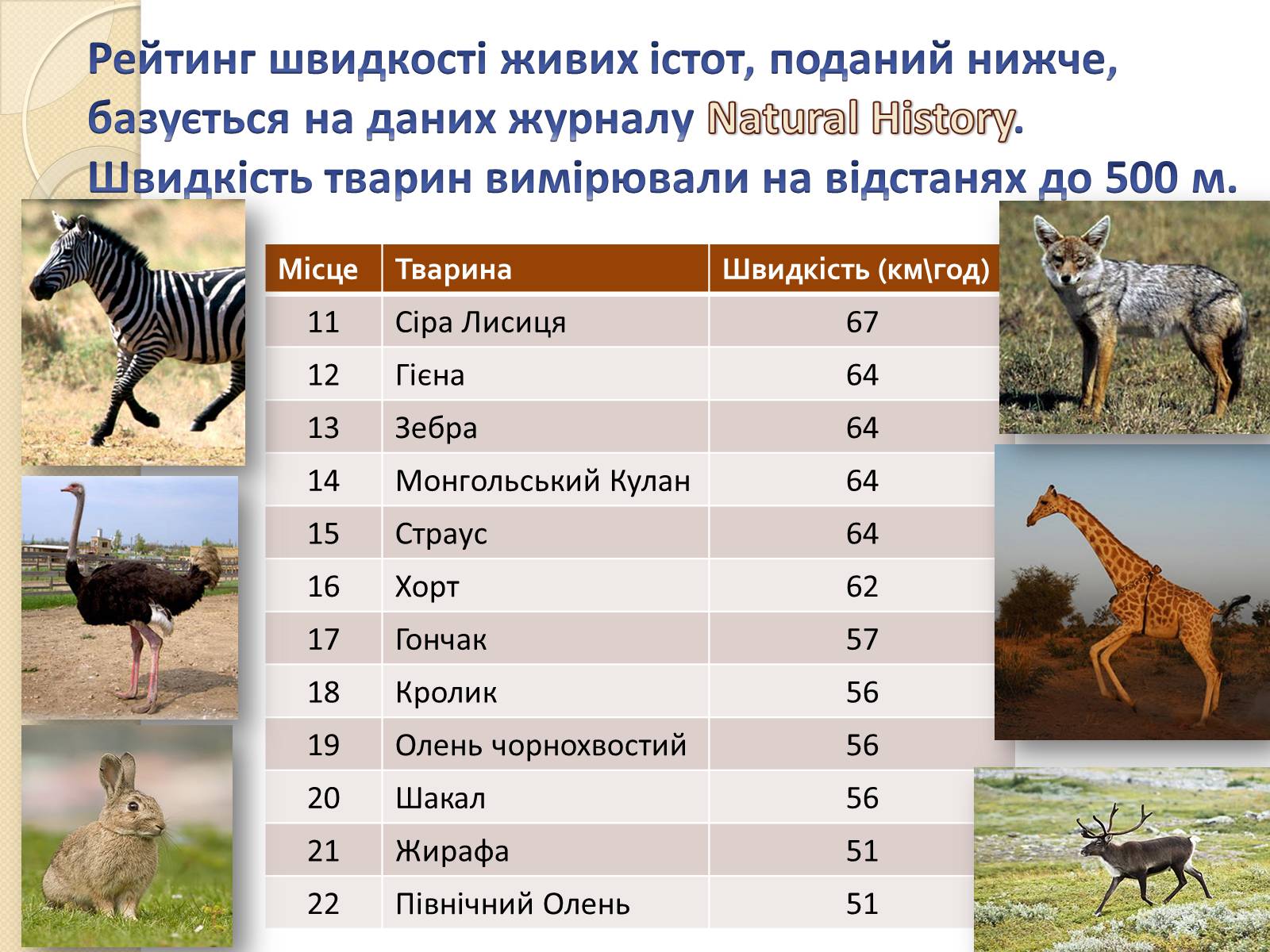 Презентація на тему «Топ-10 найшвидших тварини планети» - Слайд #12
