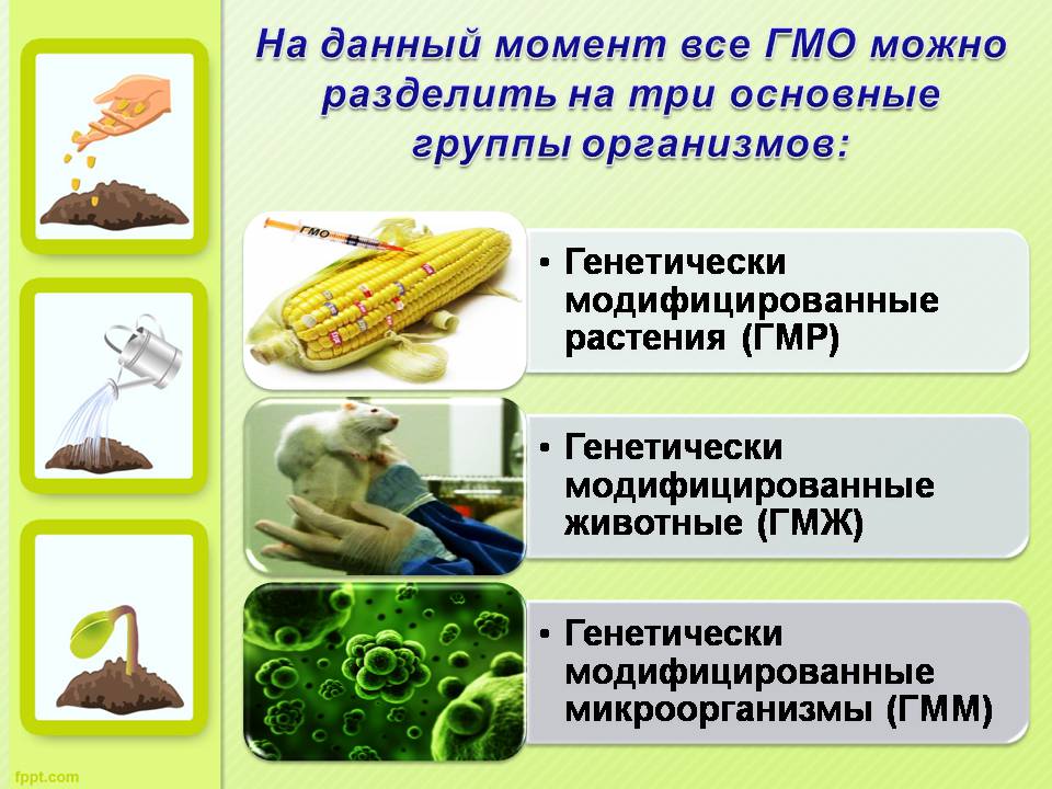 Презентація на тему «ГМО» (варіант 7) - Слайд #3