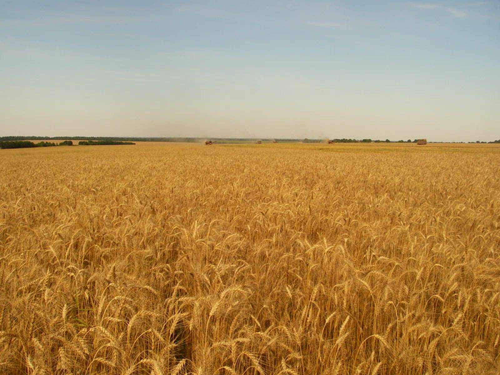 Презентація на тему «Зернове господарство України» - Слайд #5