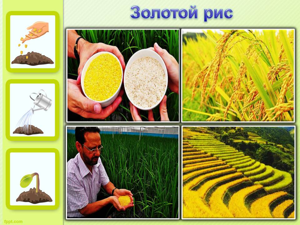 Презентація на тему «ГМО» (варіант 7) - Слайд #17