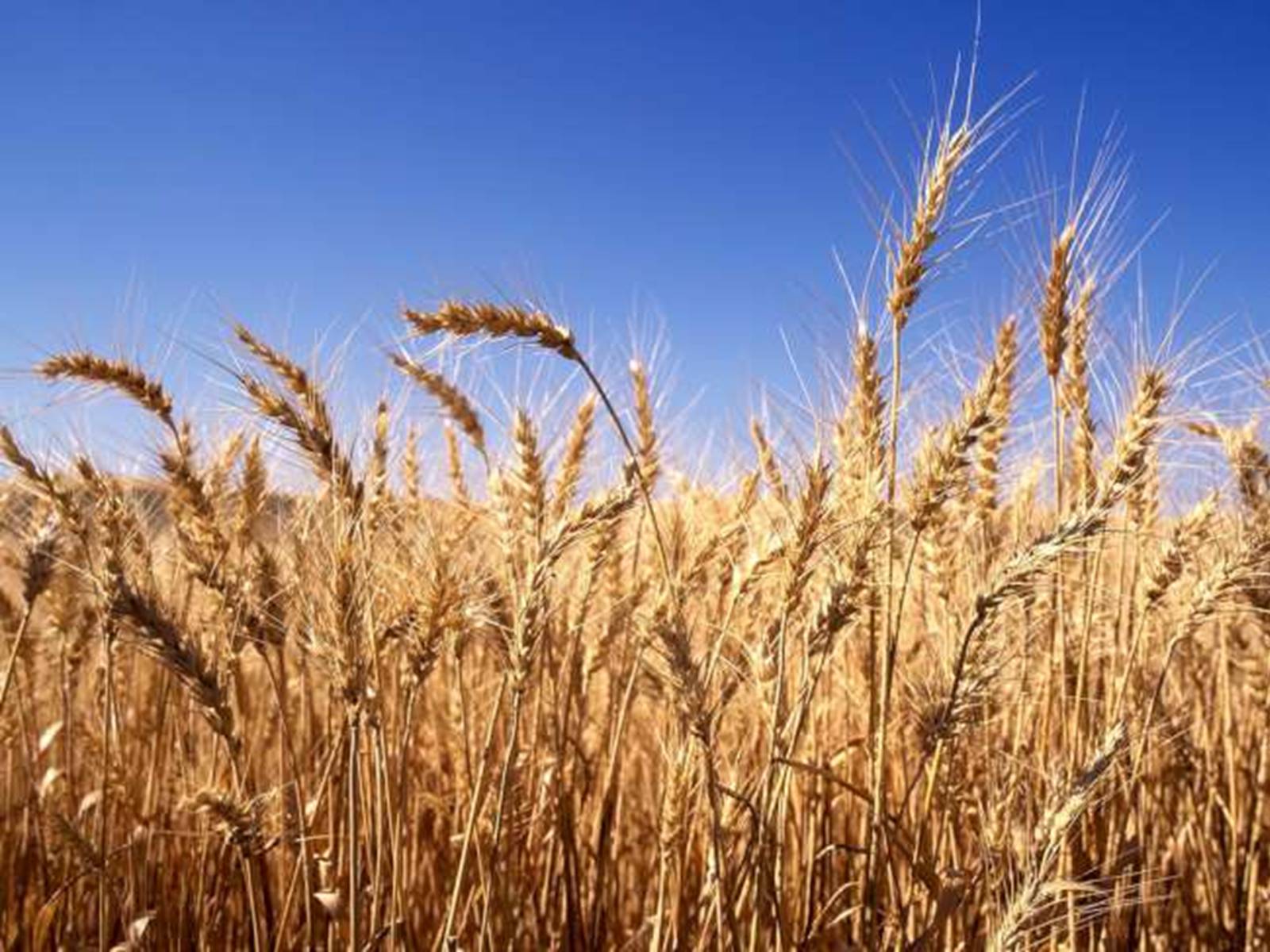 Презентація на тему «Зернове господарство України» - Слайд #11