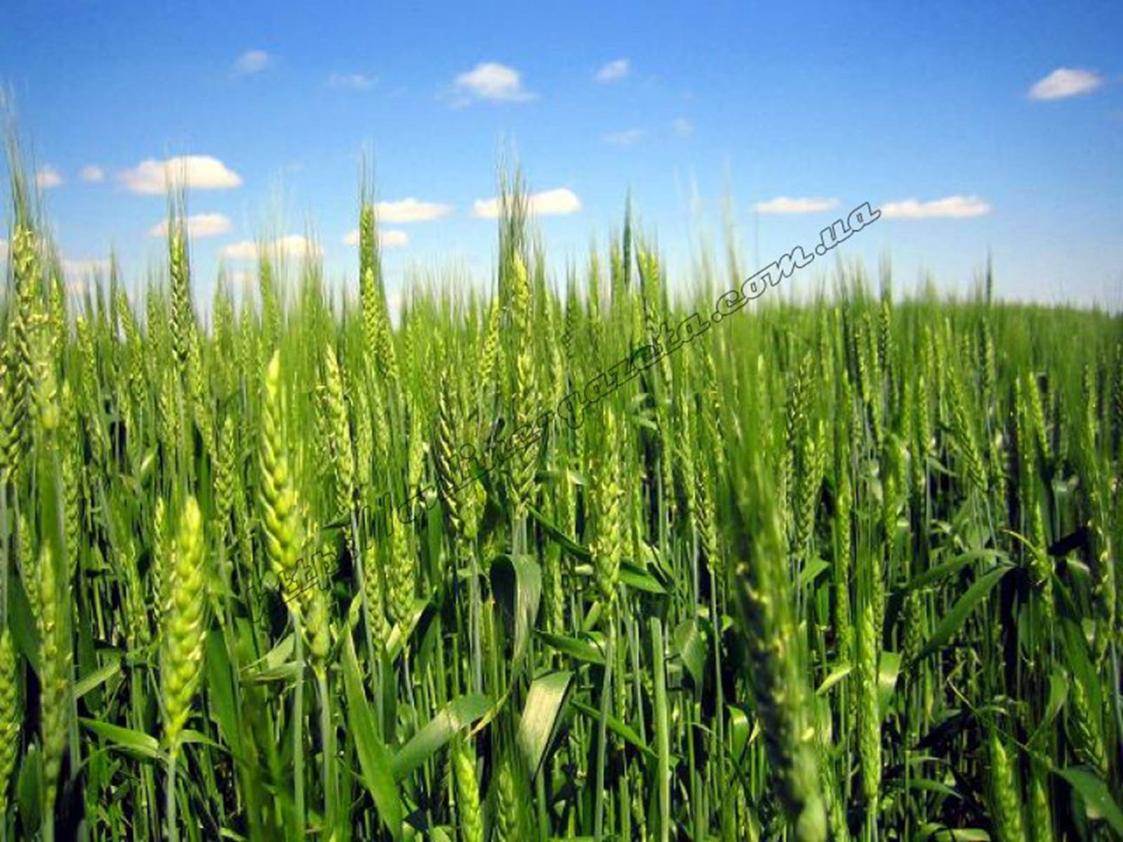 Презентація на тему «Зернове господарство України» - Слайд #17