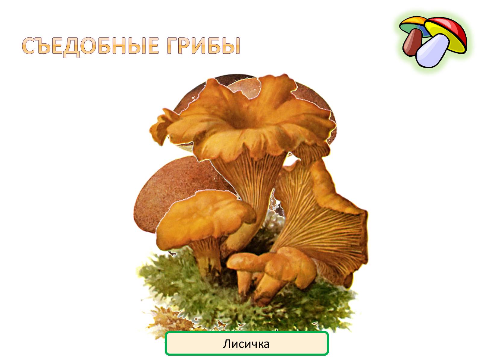 Презентація на тему «Шляпочные грибы» - Слайд #10