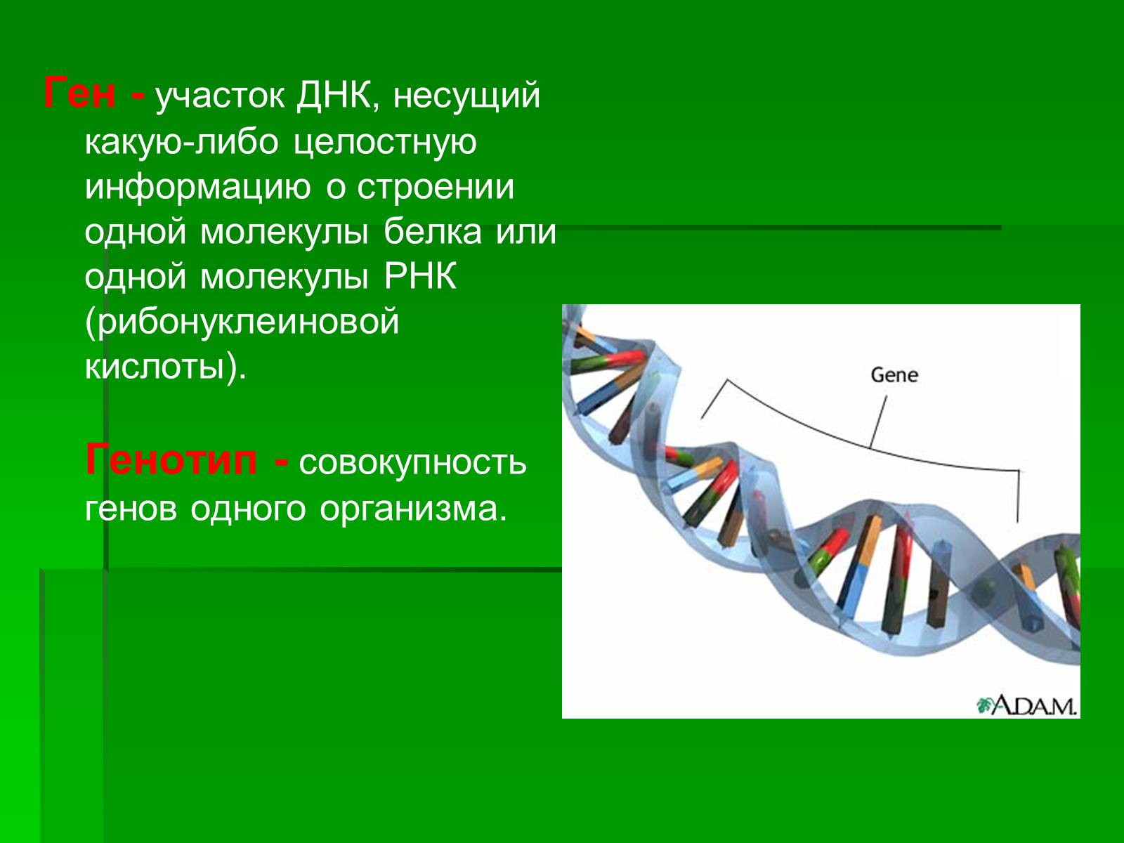 Презентація на тему «Генетически модифицированные объекты» - Слайд #6