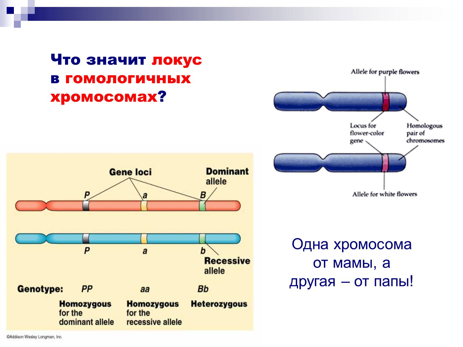 Презентація на тему «Генетика» (варіант 9) - Слайд #27