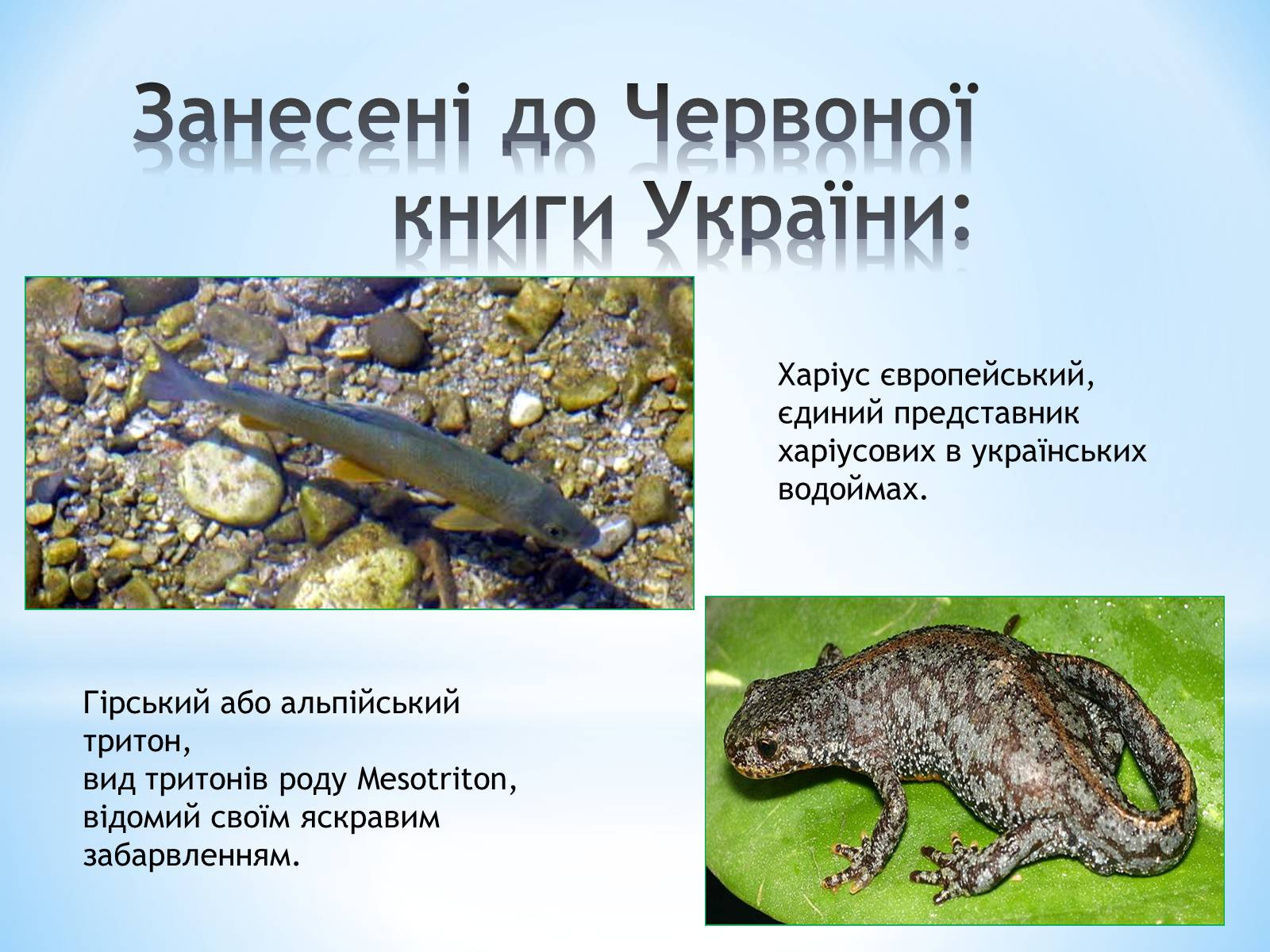 Презентація на тему «Природні заповідники України» (варіант 2) - Слайд #8