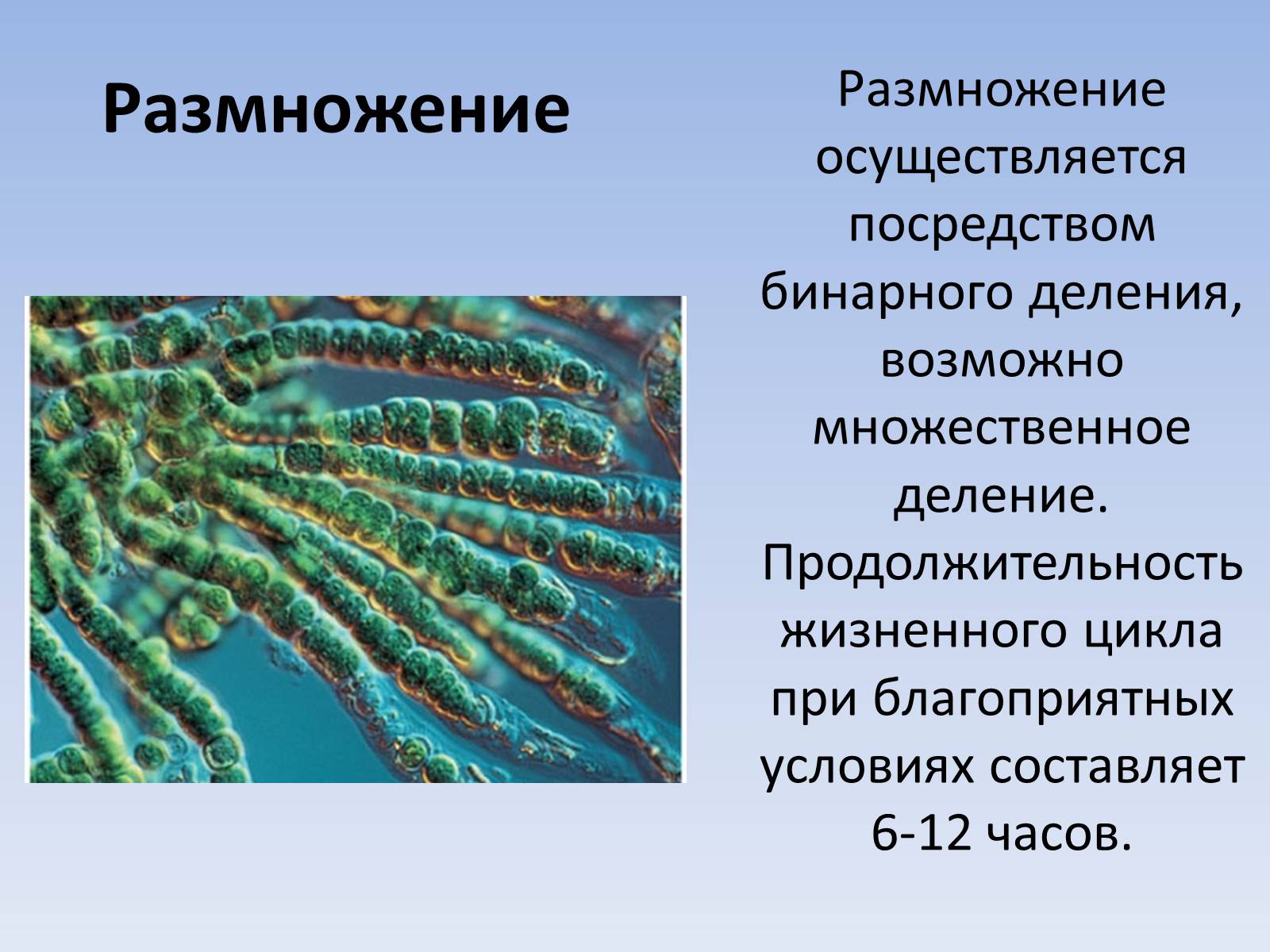 Презентація на тему «Цианобактерии» - Слайд #9