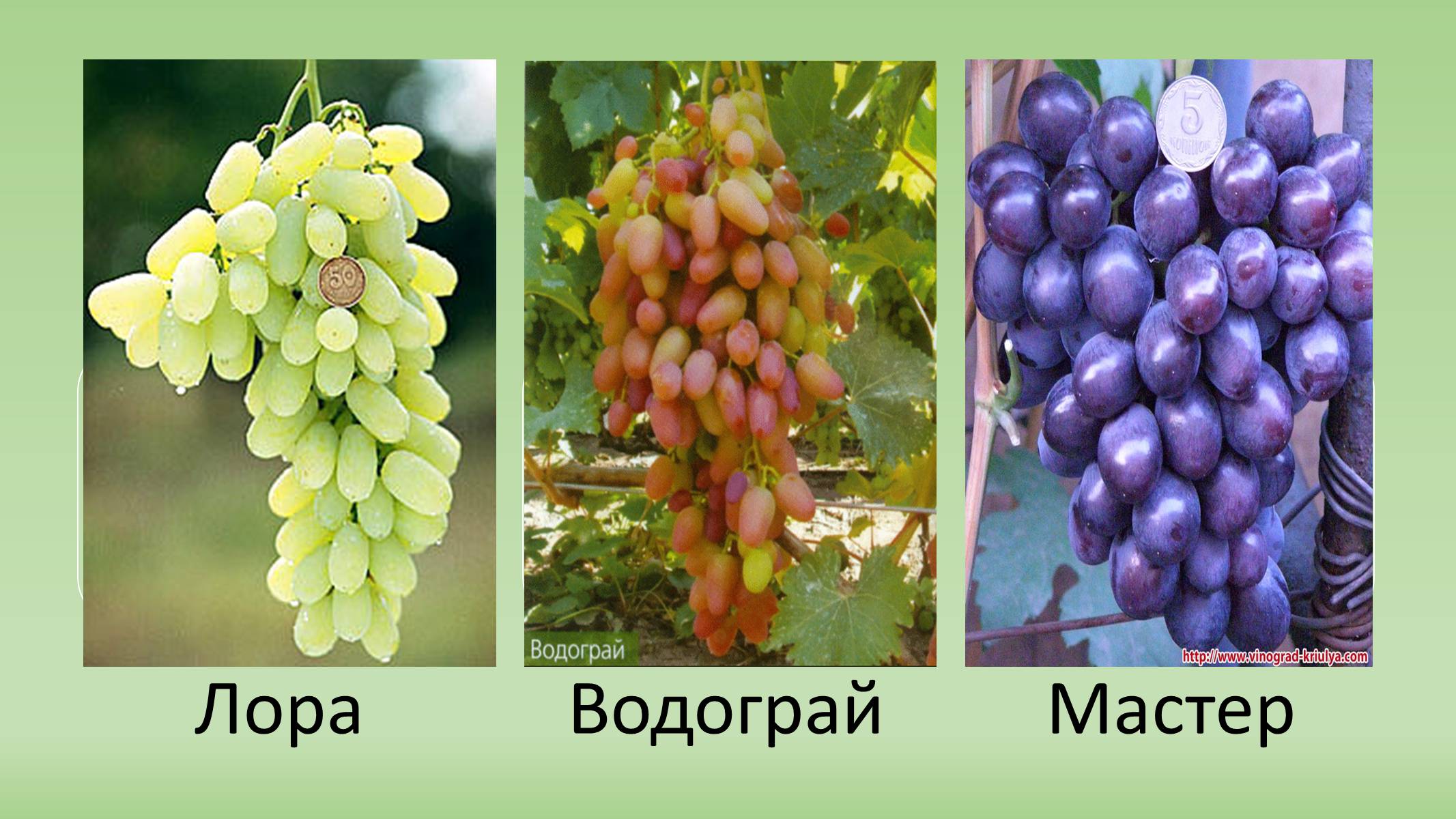 Презентація на тему «Сорти винограду в Україні» - Слайд #4