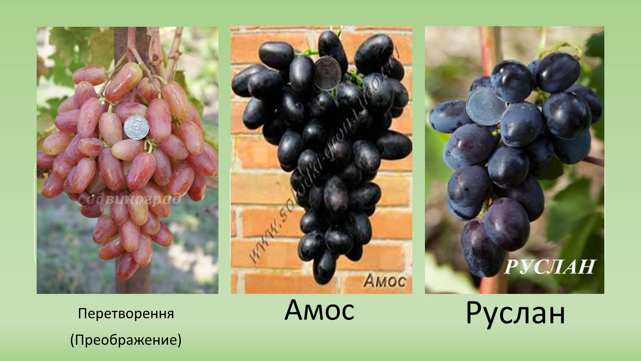Презентація на тему «Сорти винограду в Україні» - Слайд #5