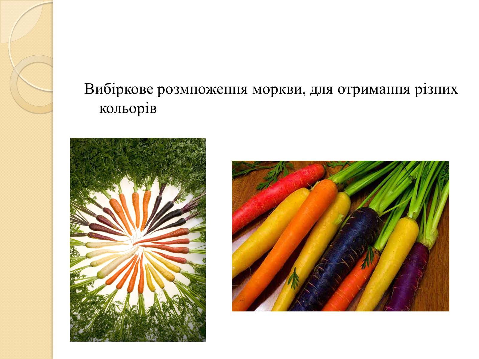 Презентація на тему «Сорти моркви в Україні» - Слайд #2