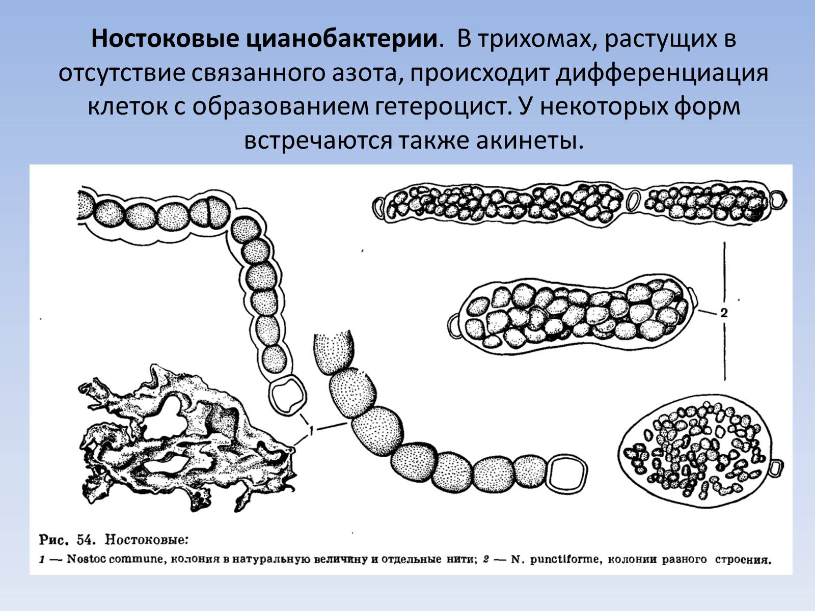 Презентація на тему «Цианобактерии» - Слайд #16