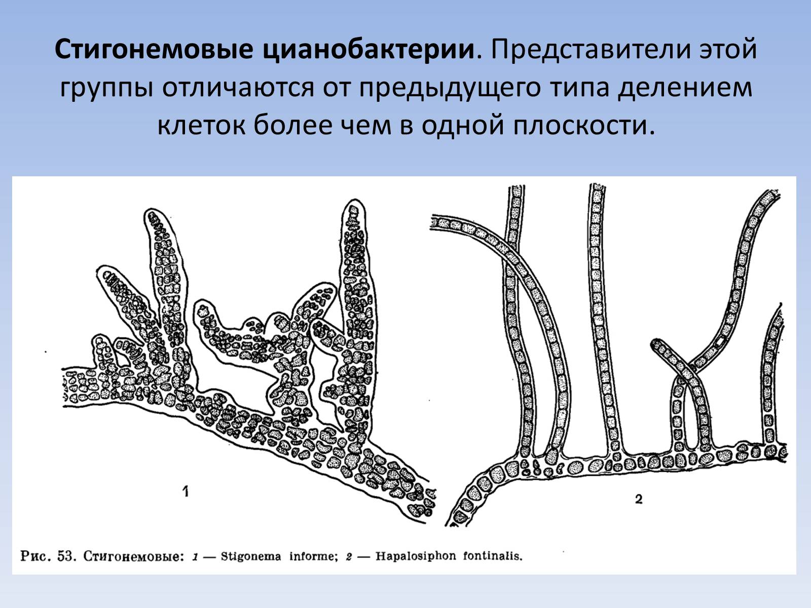 Презентація на тему «Цианобактерии» - Слайд #17
