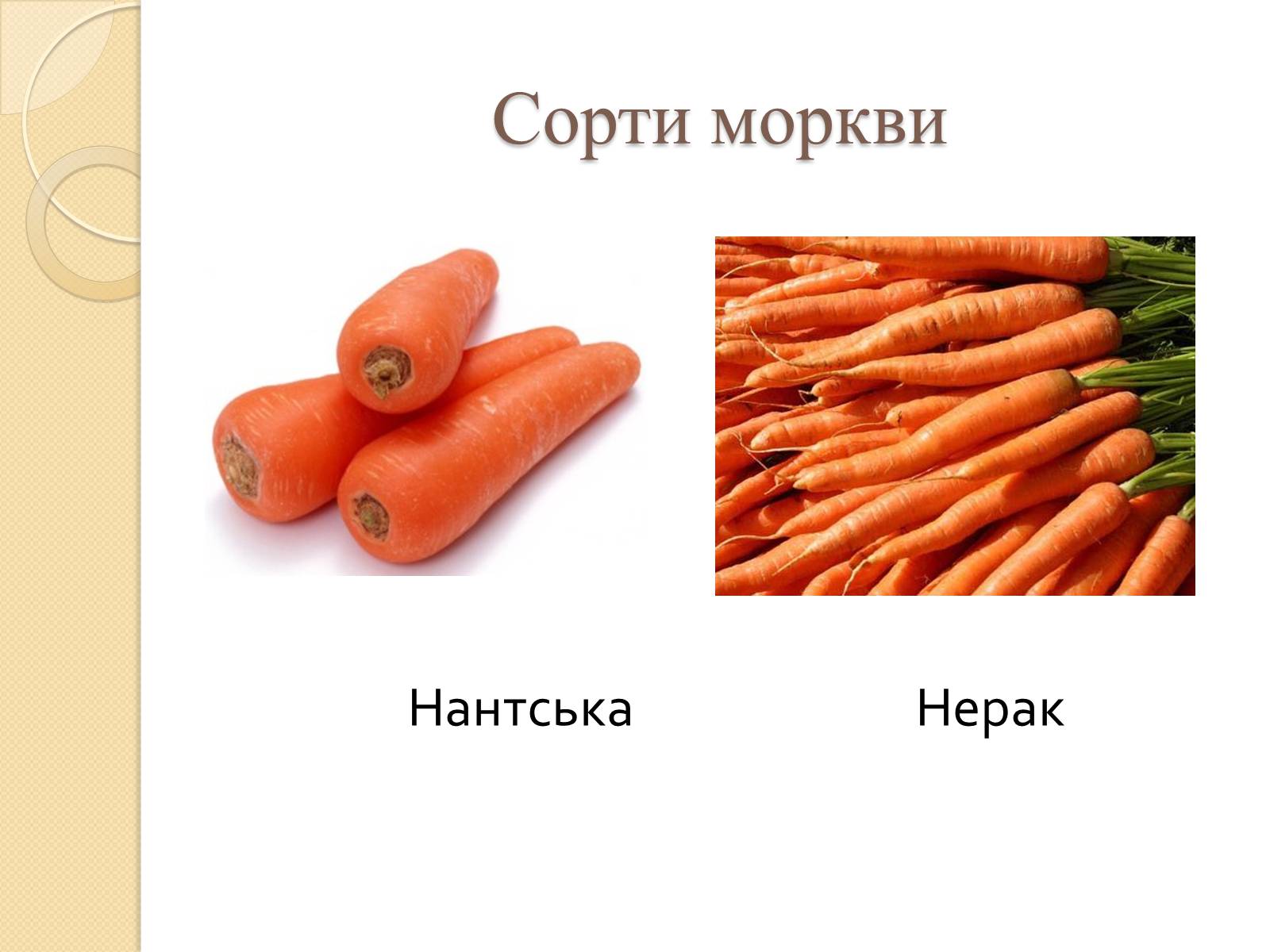 Презентація на тему «Сорти моркви в Україні» - Слайд #6