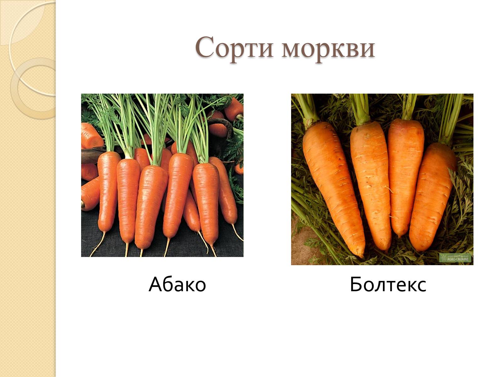 Презентація на тему «Сорти моркви в Україні» - Слайд #7