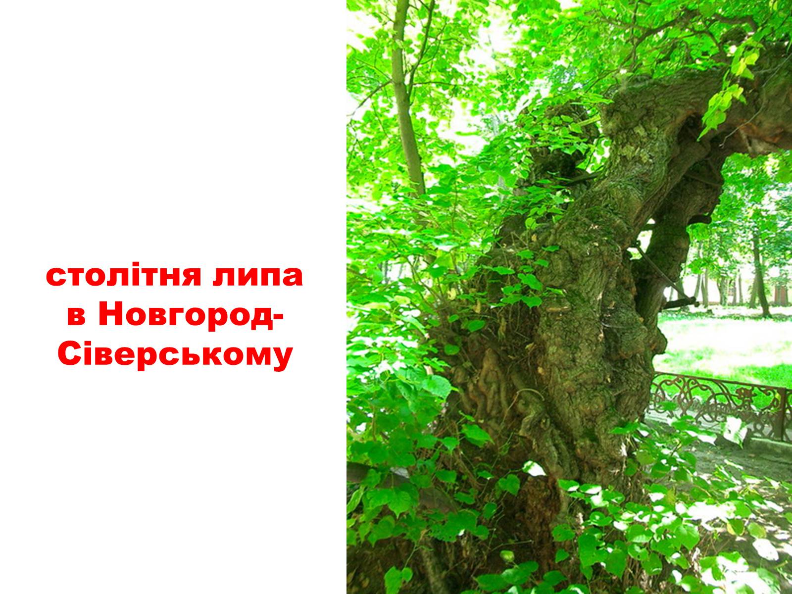Презентація на тему «Природа України» - Слайд #19