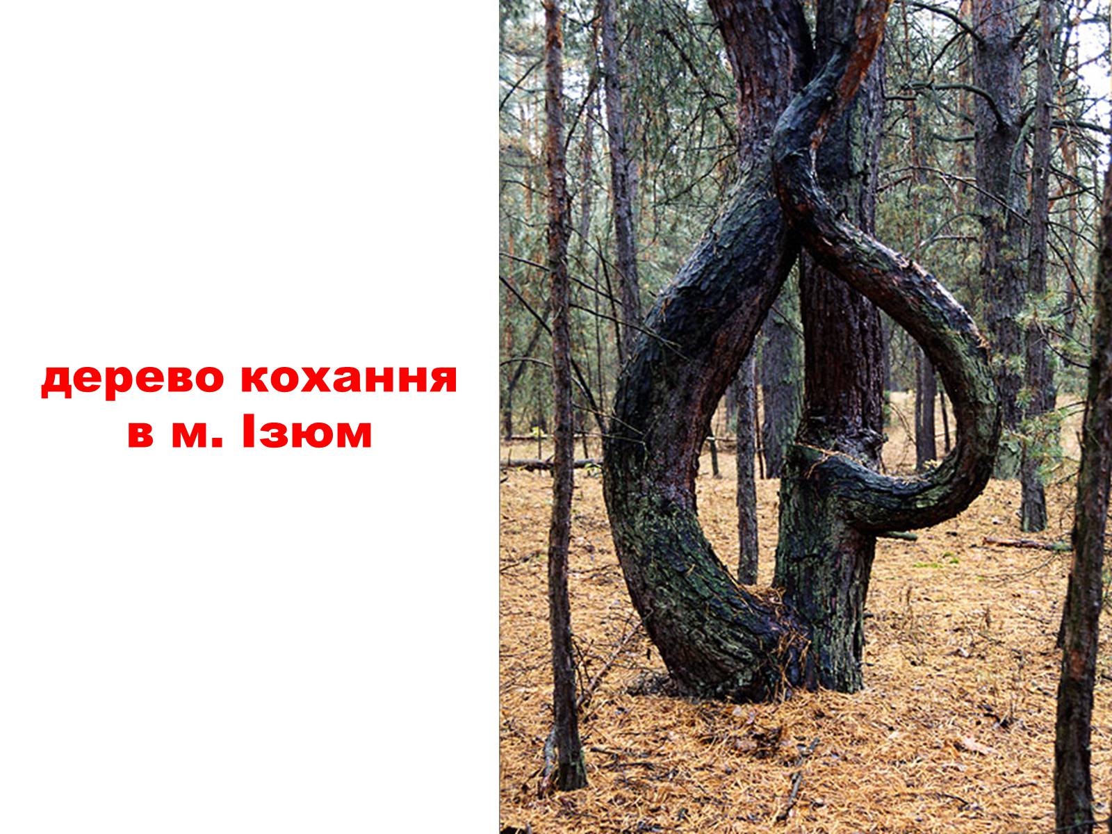 Презентація на тему «Природа України» - Слайд #23