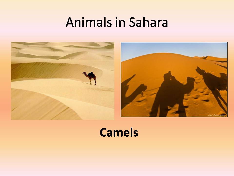 Презентація на тему «The largest desert in the world» - Слайд #7