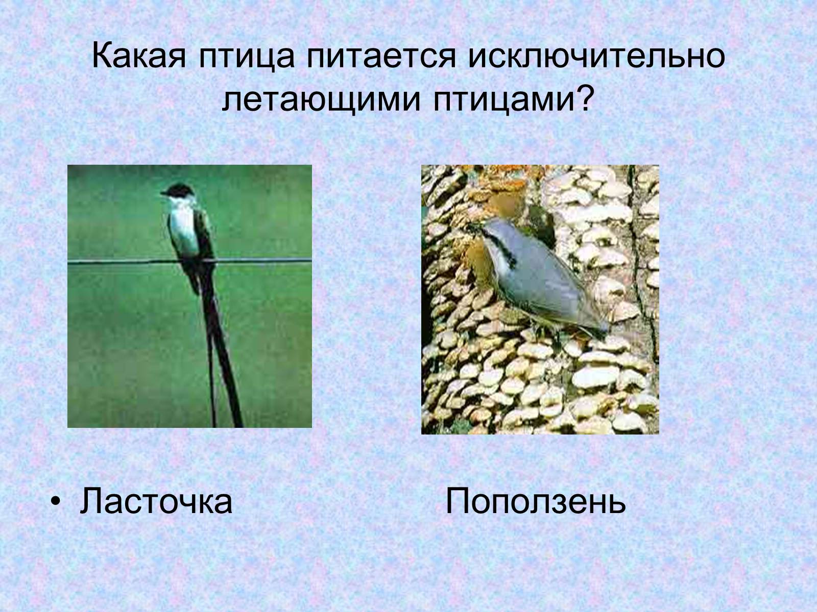 Презентація на тему «Многообразие птиц» - Слайд #5