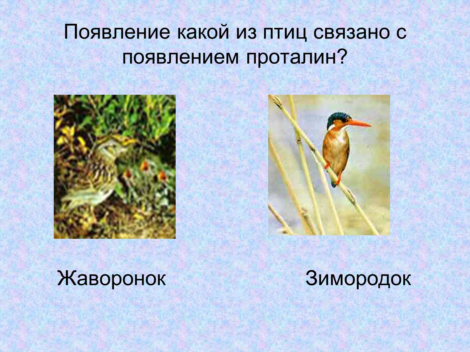 Презентація на тему «Многообразие птиц» - Слайд #6