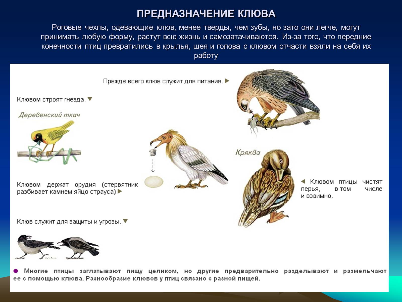 Презентація на тему «Птицы» (варіант 1) - Слайд #4