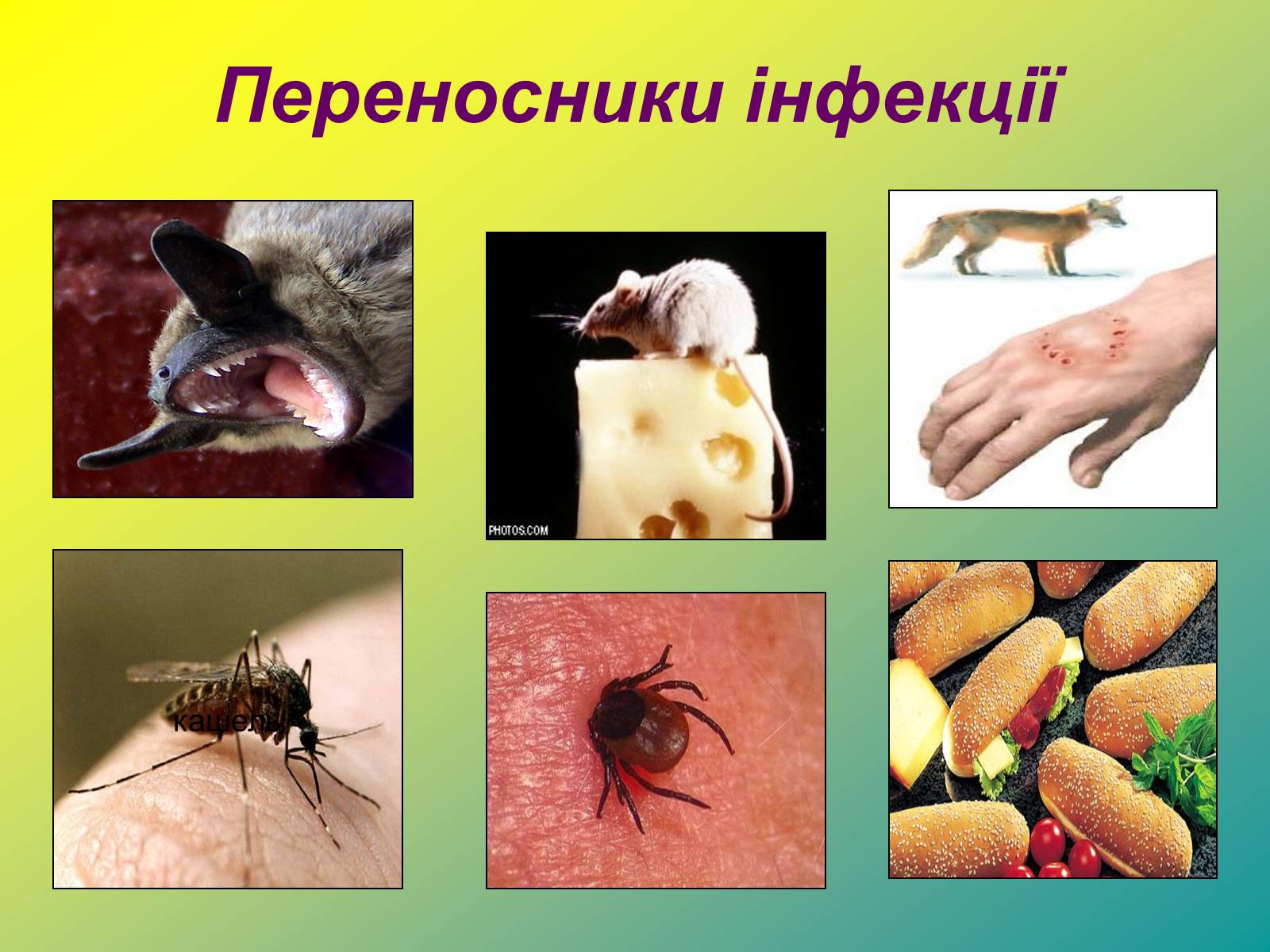 Презентація на тему «Віруси» (варіант 1) - Слайд #18