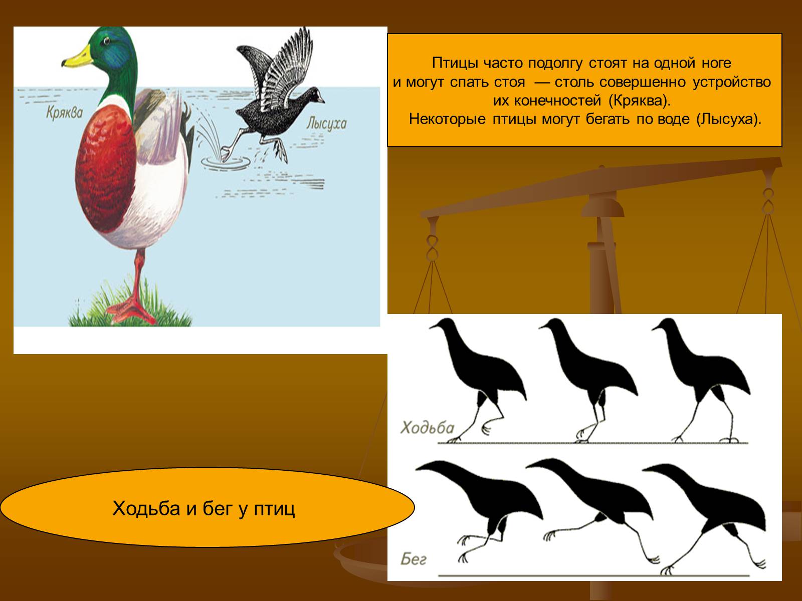 Презентація на тему «Птицы» (варіант 1) - Слайд #10