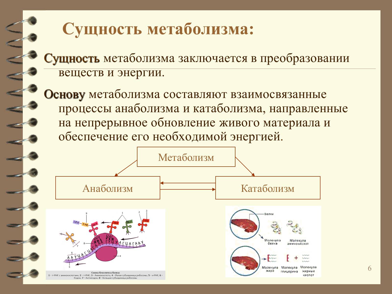 Презентація на тему «Метаболизм» - Слайд #6