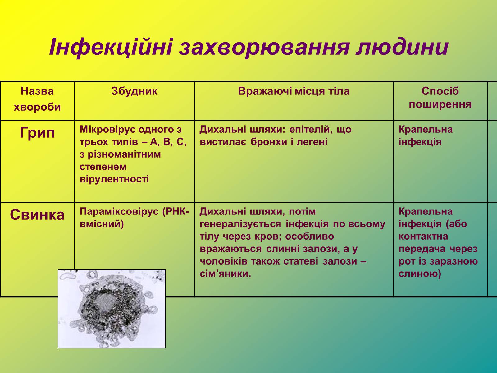 Презентація на тему «Віруси» (варіант 1) - Слайд #19