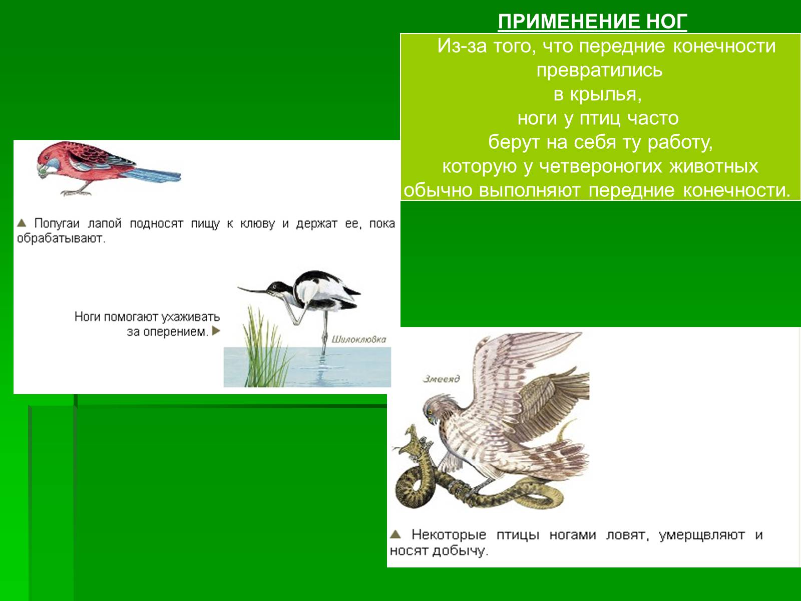 Презентація на тему «Птицы» (варіант 1) - Слайд #11