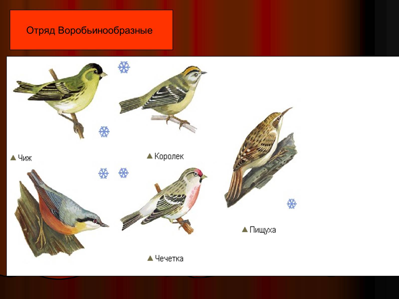 Презентація на тему «Птицы» (варіант 1) - Слайд #15