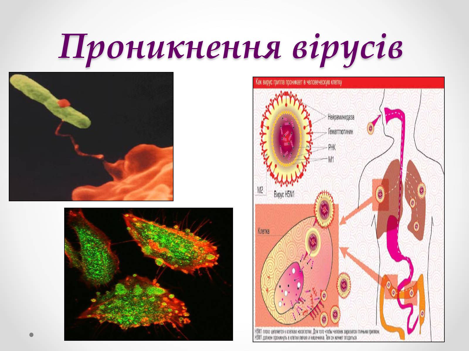 Презентація на тему «Вірусобіологія» - Слайд #14