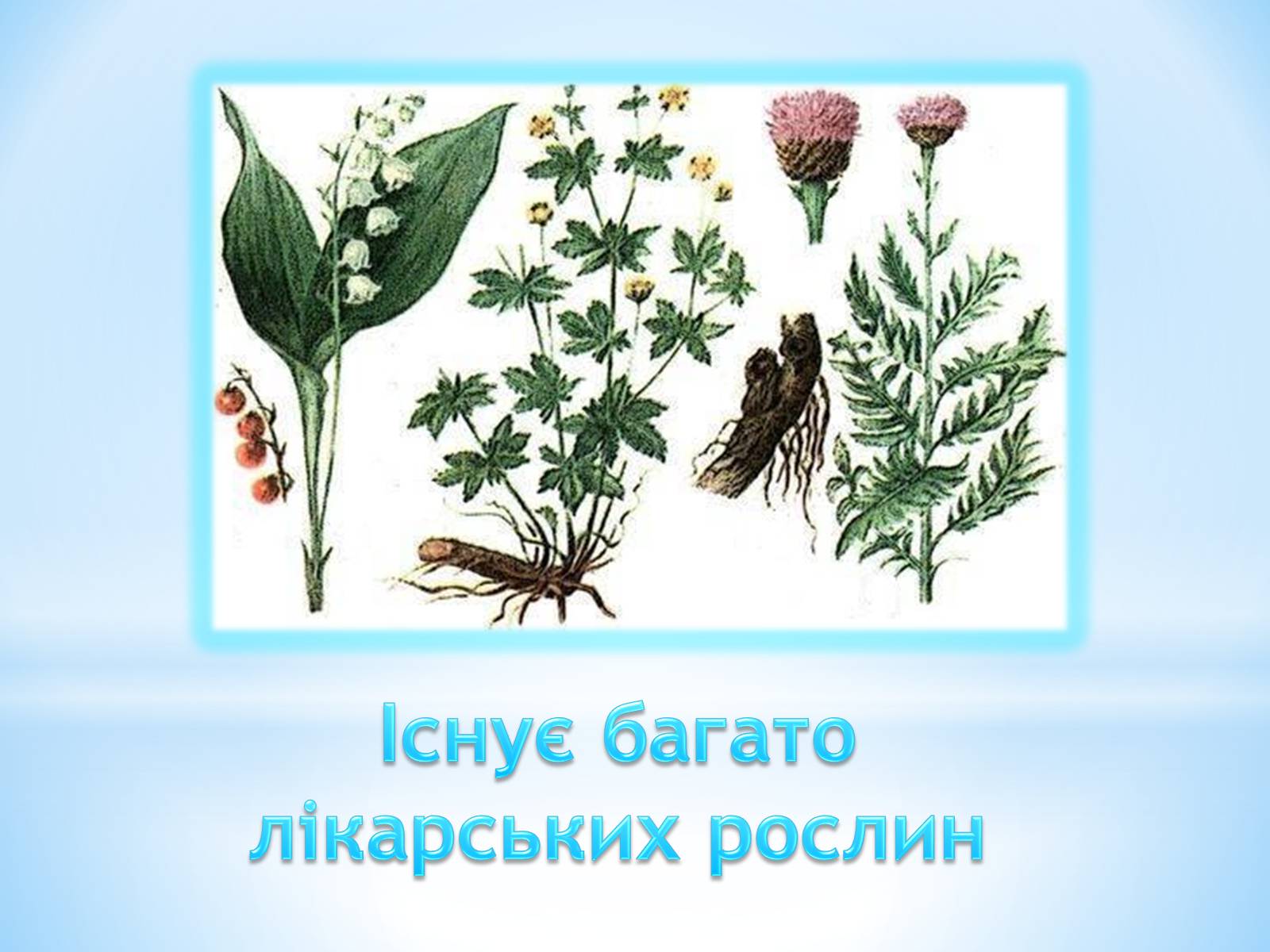 Презентація на тему «Лікарські рослини» - Слайд #2