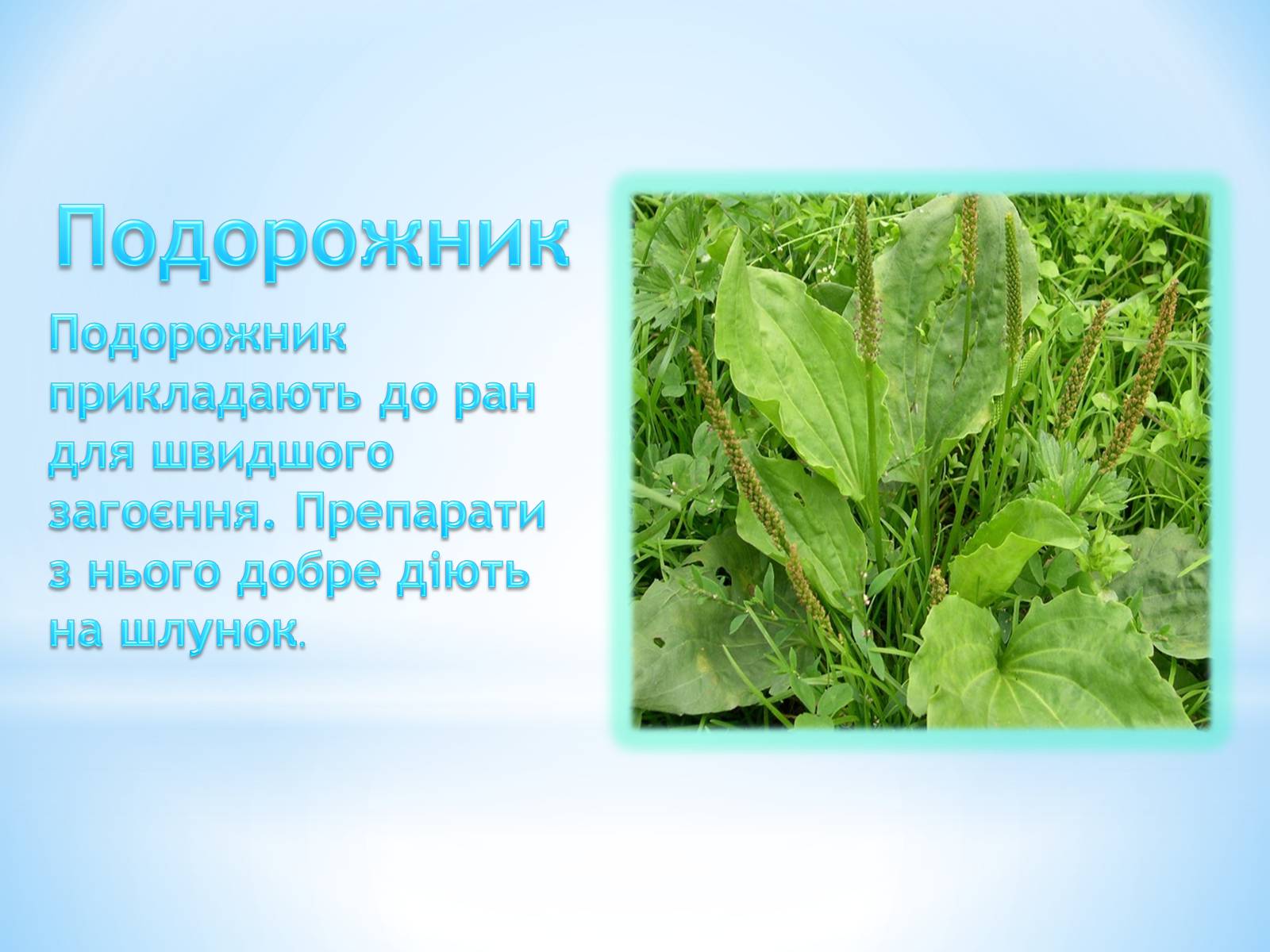 Презентація на тему «Лікарські рослини» - Слайд #5