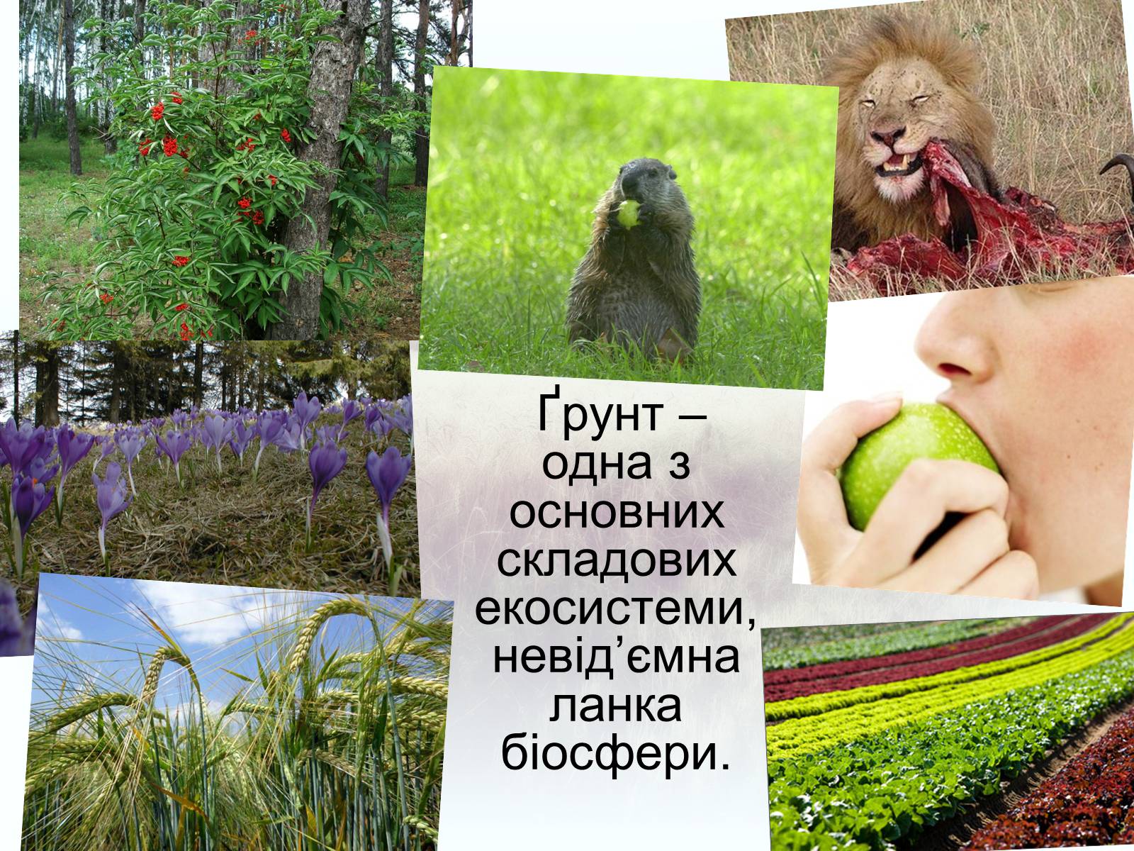 Презентація на тему «Забруднення грунтів України» (варіант 2) - Слайд #2