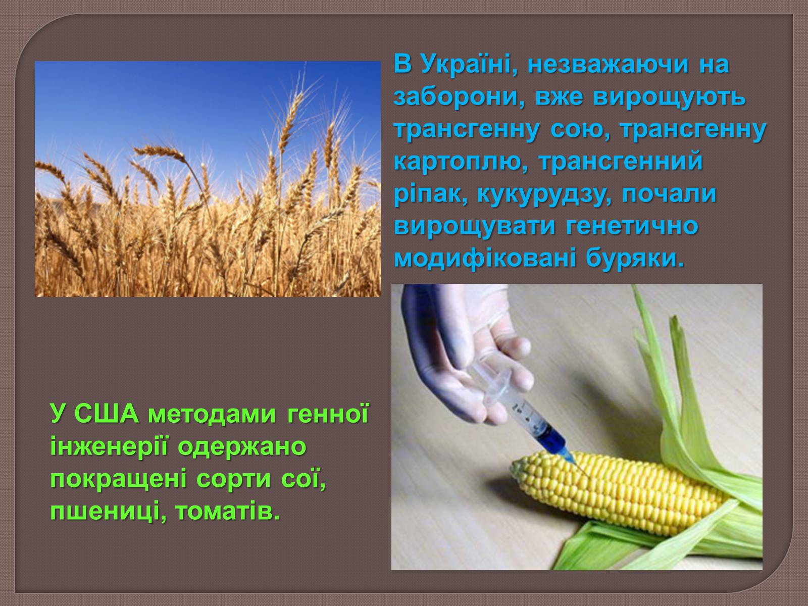 Презентація на тему «ГМО» (варіант 6) - Слайд #14