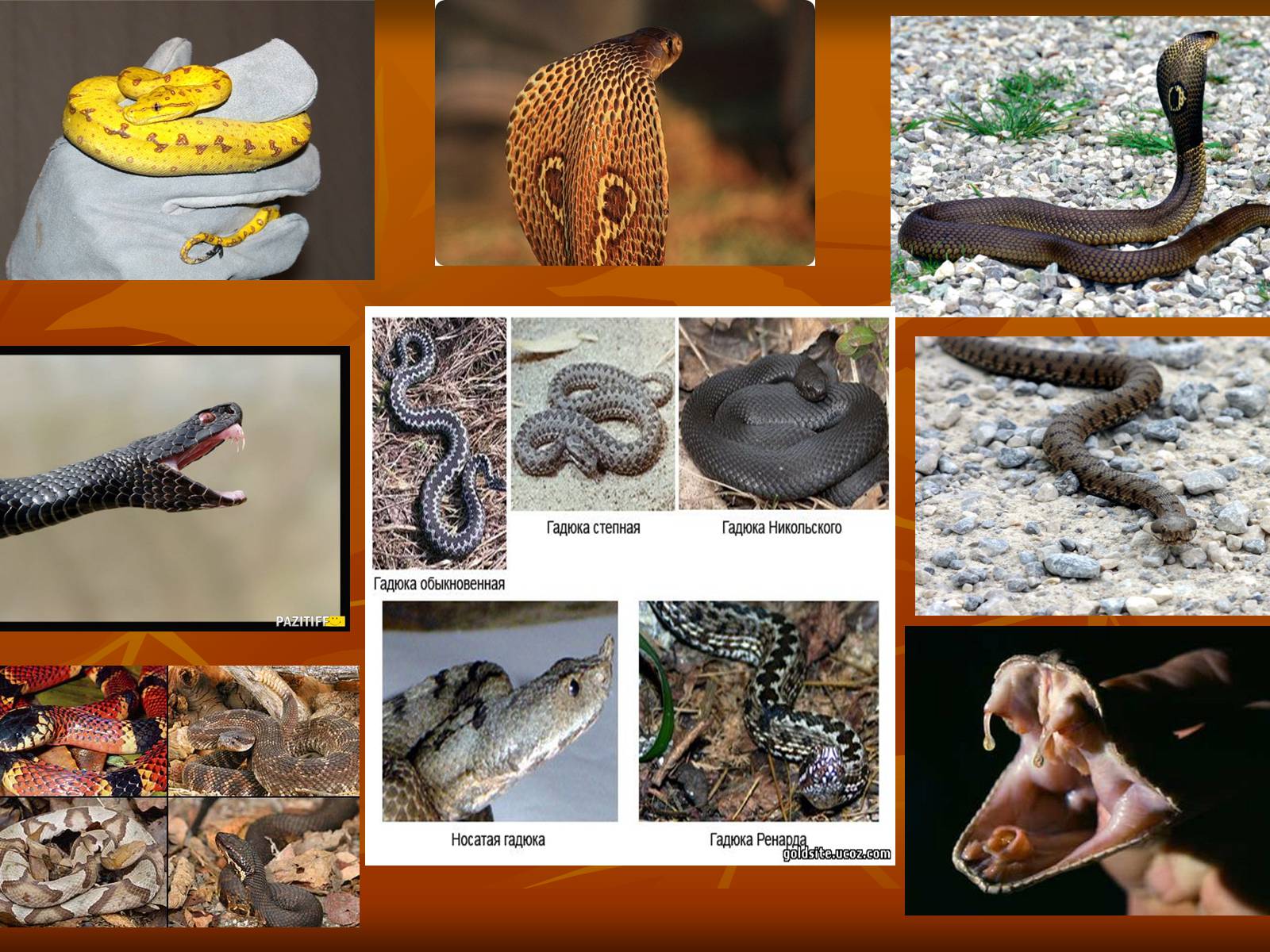 Презентація на тему «Укуси отруйних змій» (варіант 2) - Слайд #10