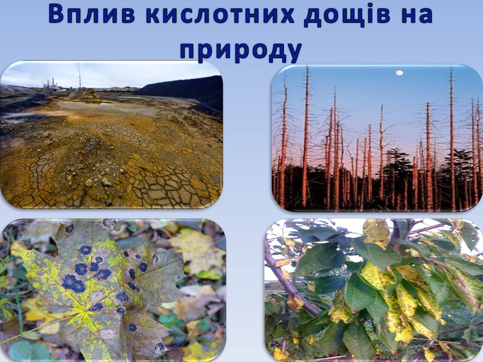 Презентація на тему «Екологічна проблема» - Слайд #13