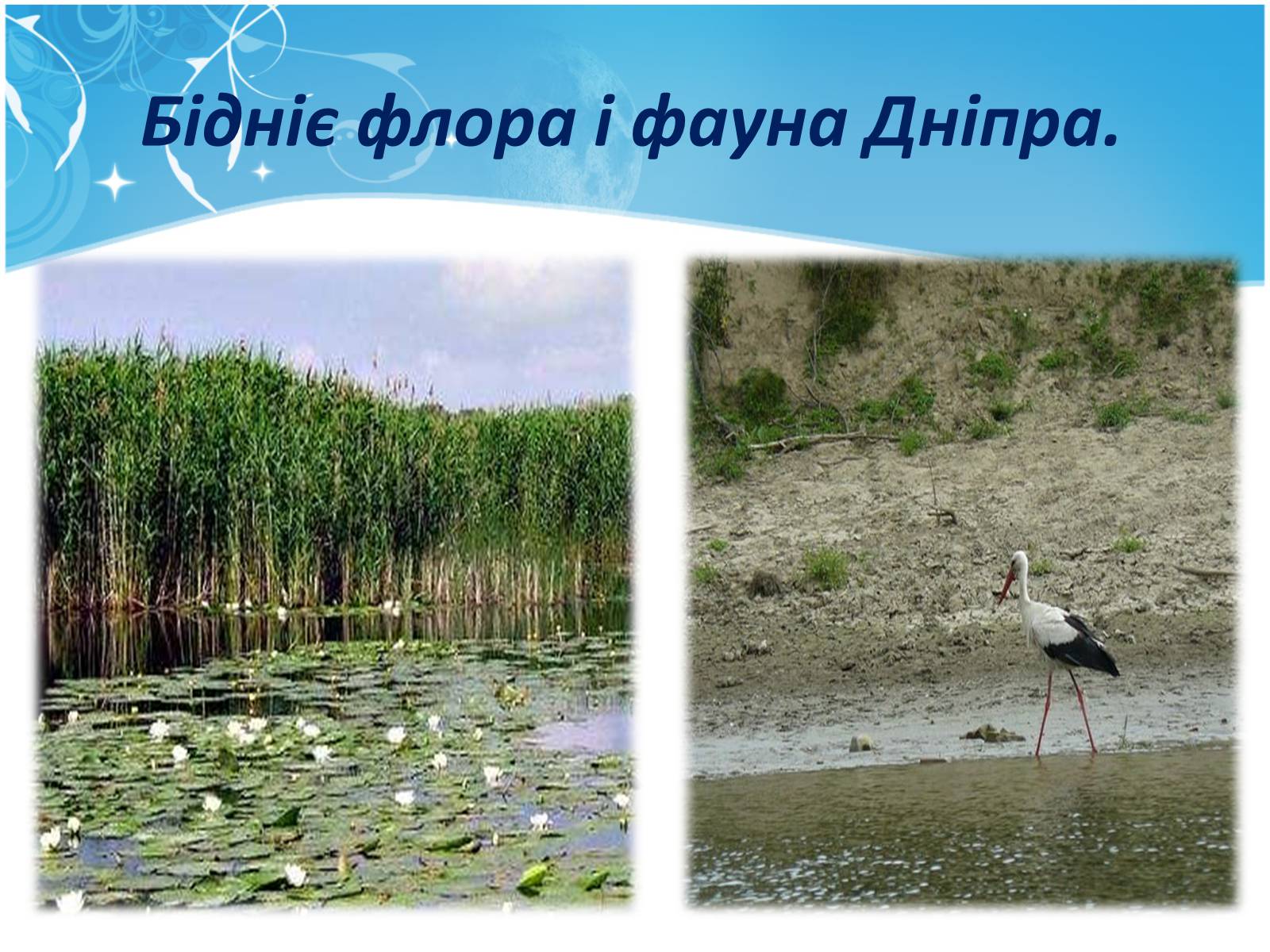 Презентація на тему «Екологія Дніпропетровської області» - Слайд #22