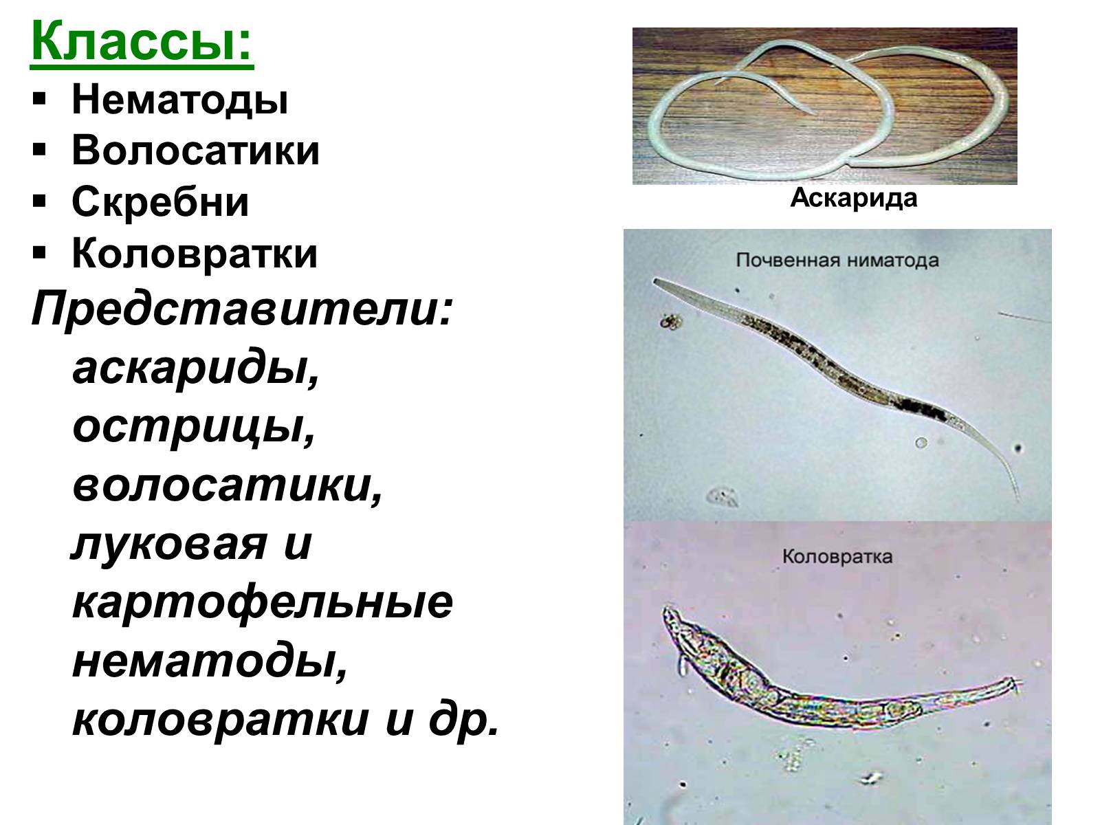 Презентація на тему «Тип круглые черви» (варіант 3) - Слайд #4