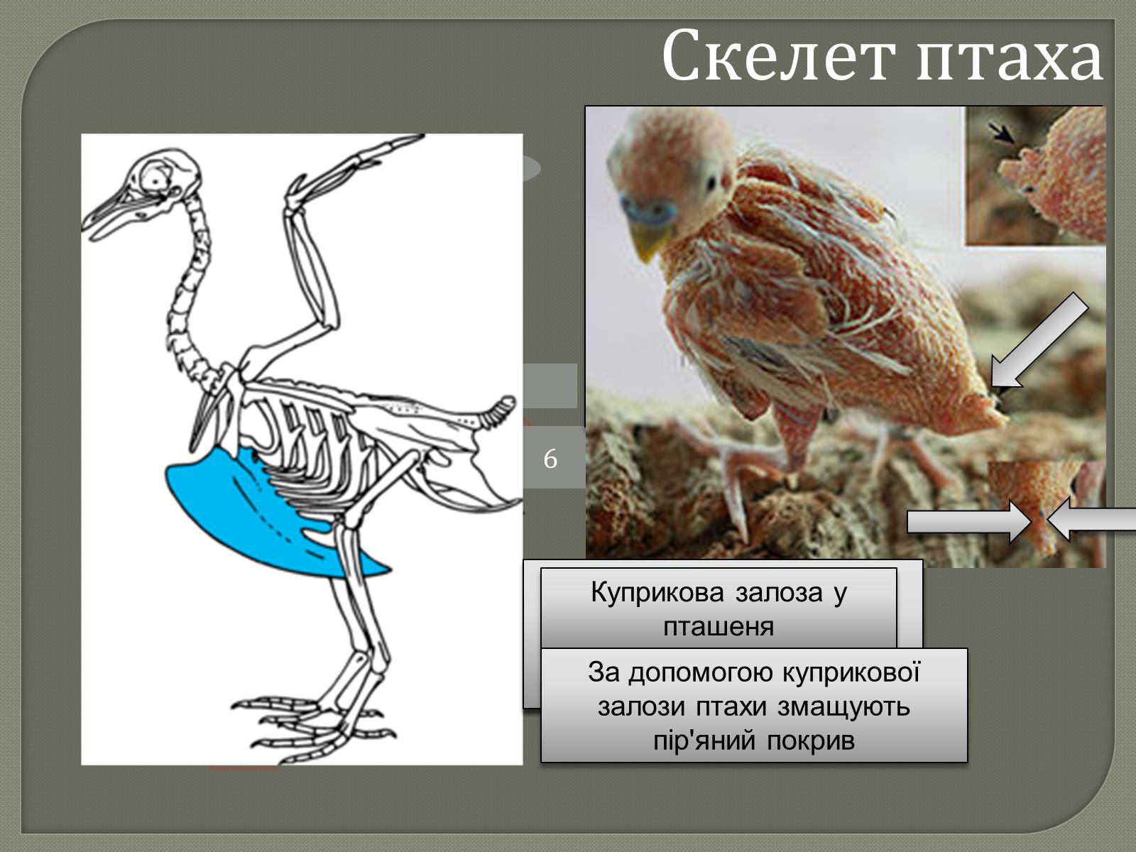 Презентація на тему «Внутрішня будова скелета птахів» - Слайд #2