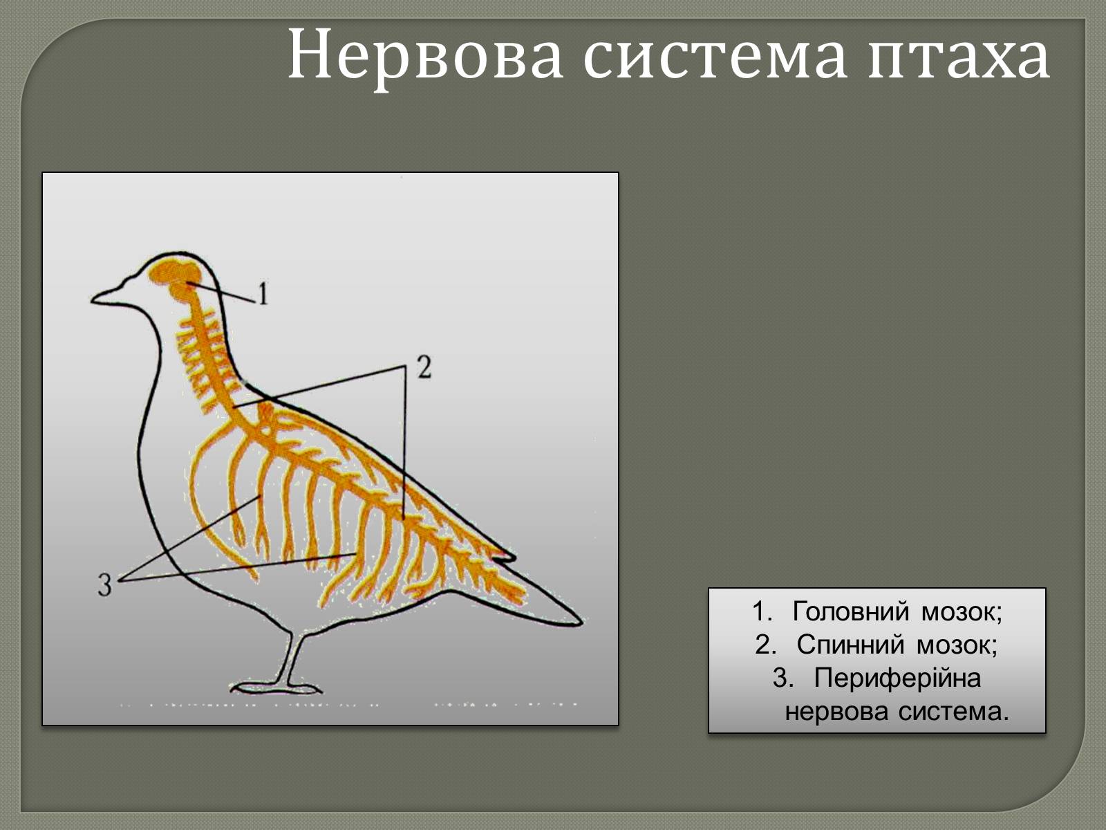 Презентація на тему «Внутрішня будова скелета птахів» - Слайд #6