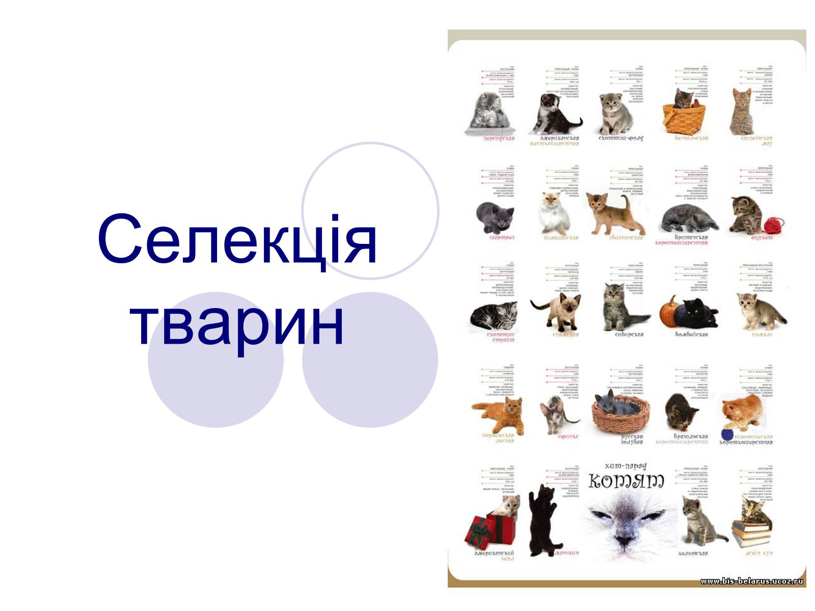 Презентація на тему «Селекція тварин» (варіант 1) - Слайд #1