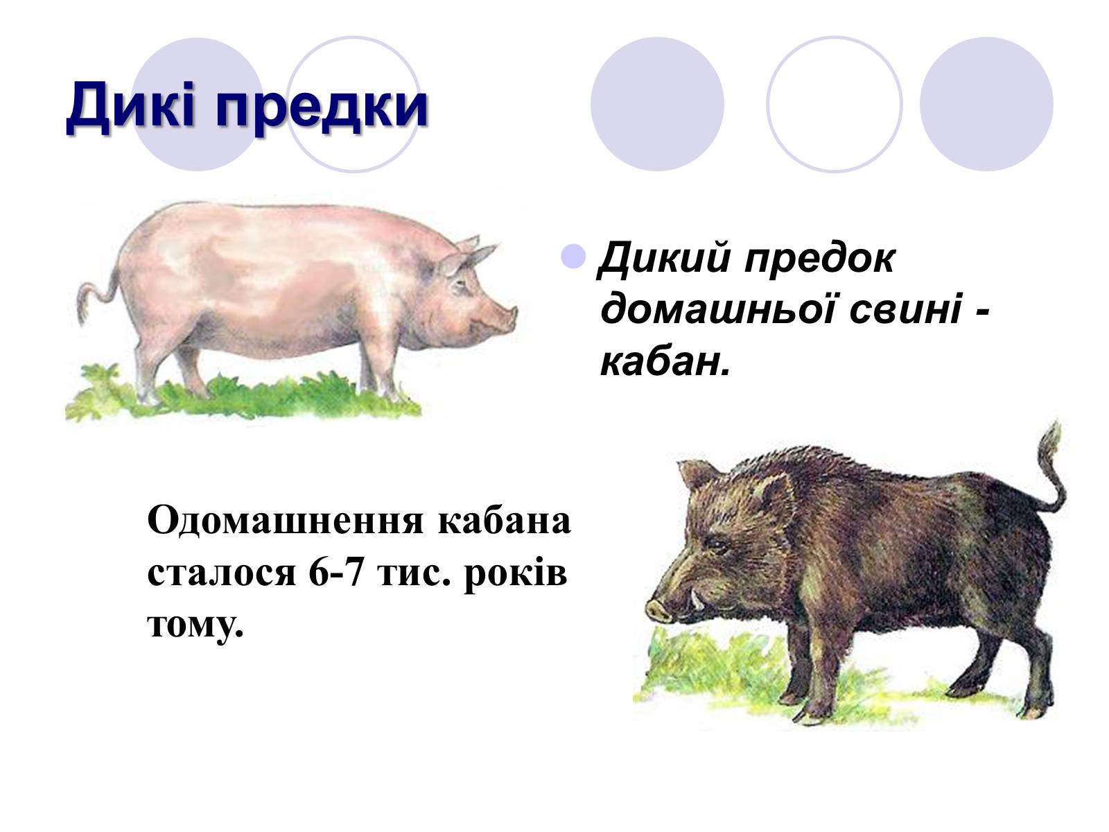 Презентація на тему «Селекція тварин» (варіант 1) - Слайд #5