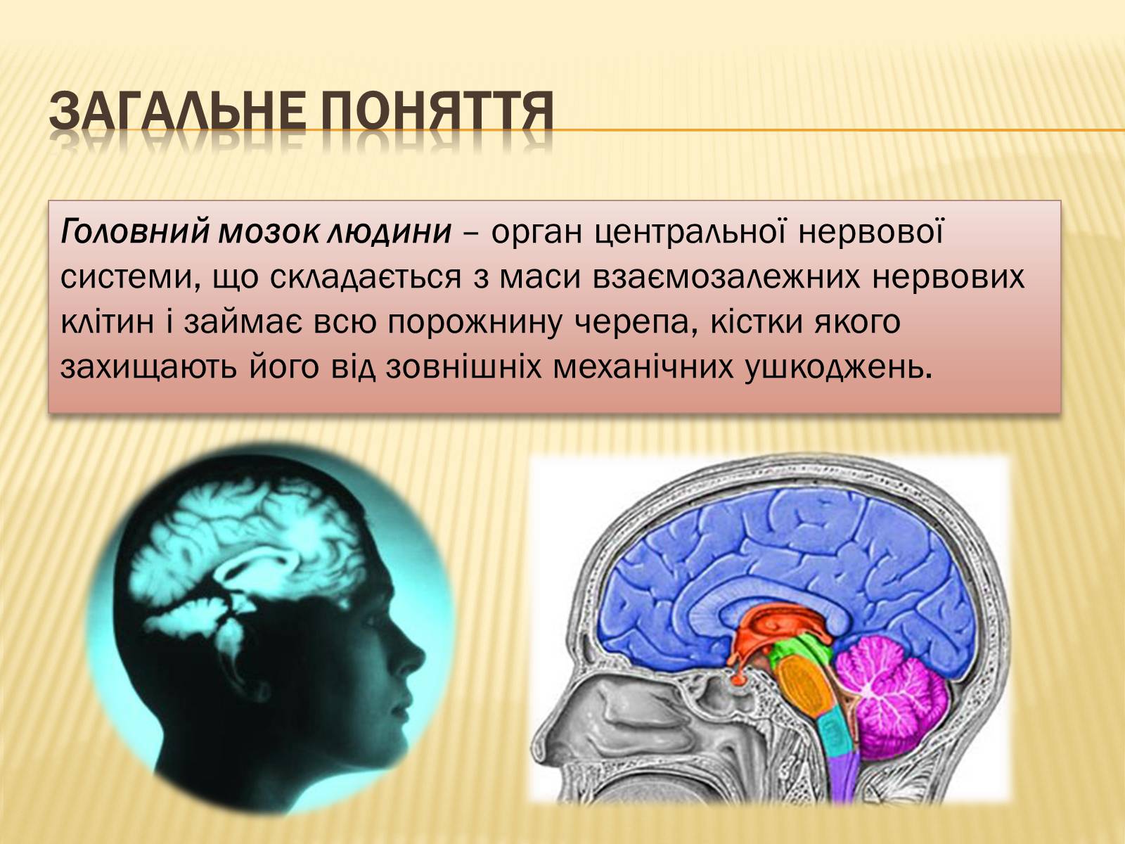 Презентація на тему «Головний мозок» (варіант 1) - Слайд #5