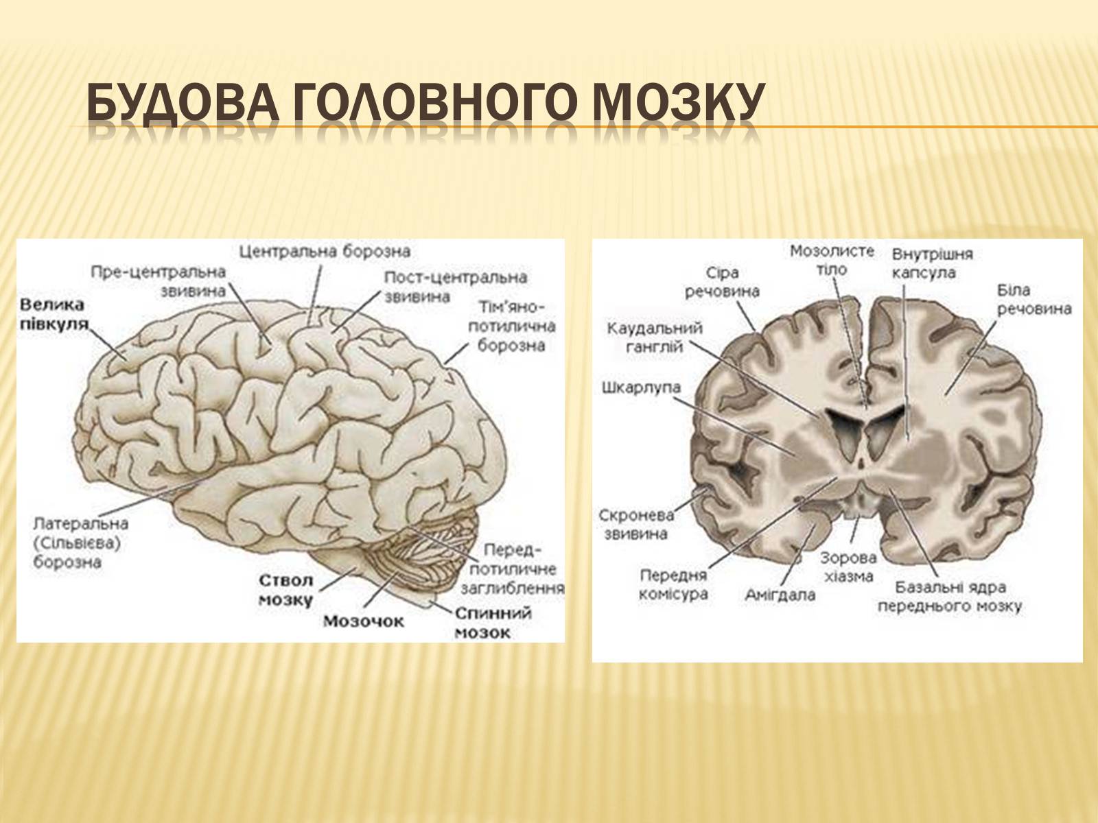 Презентація на тему «Головний мозок» (варіант 1) - Слайд #15