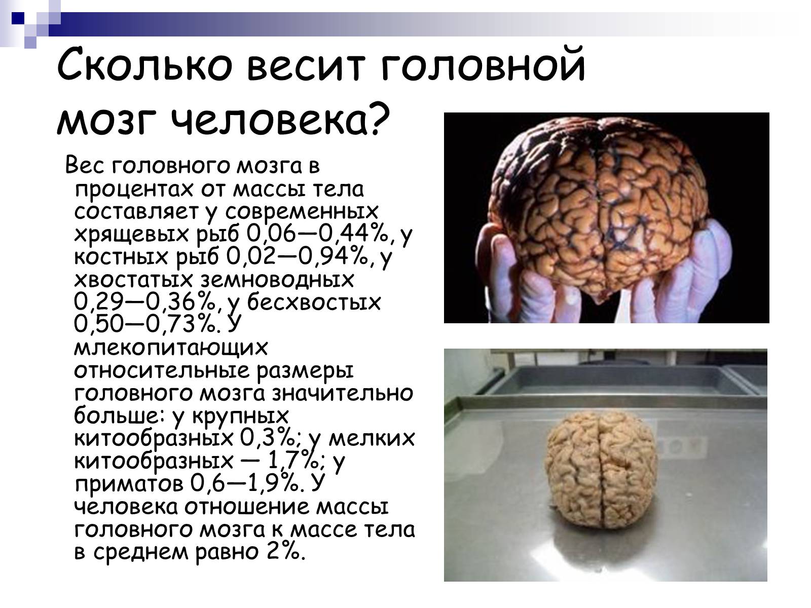 Презентація на тему «Человеский мозг» - Слайд #3