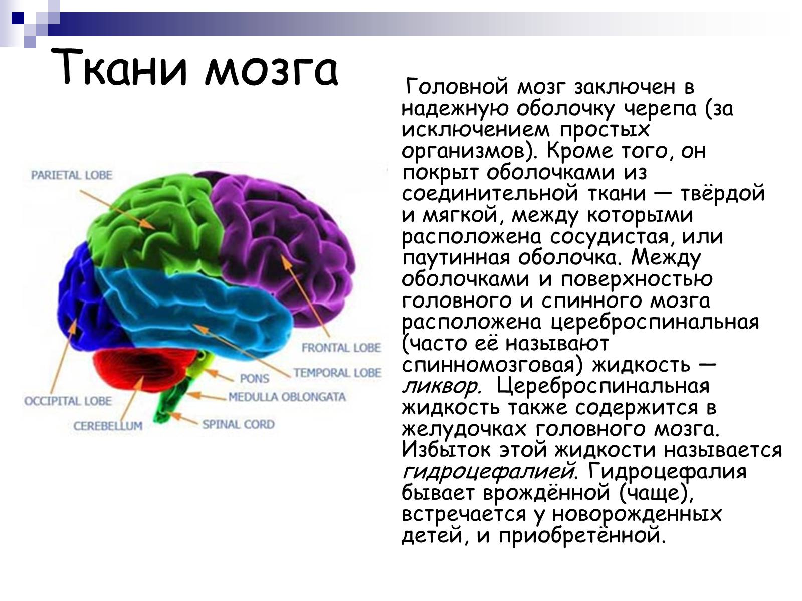 Презентація на тему «Человеский мозг» - Слайд #4